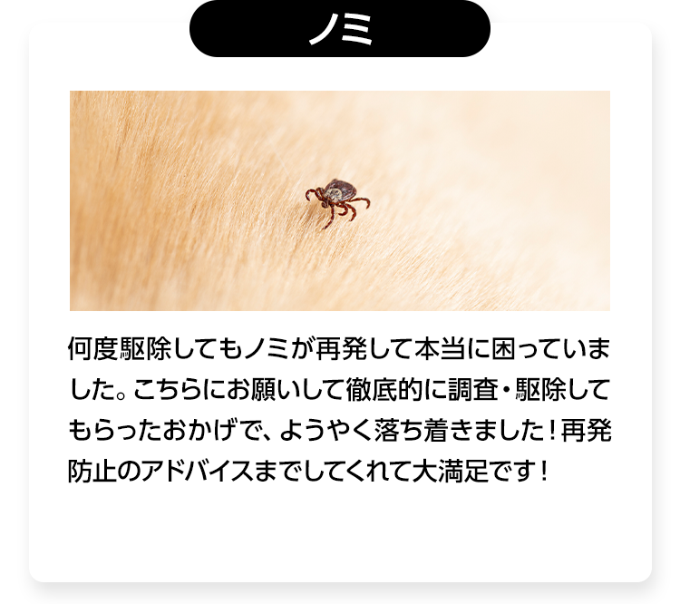 ノミ/何度駆除してもノミが再発して本当に困っていました。こちらにお願いして徹底的に調査・駆除してもらったおかげで、ようやく落ち着きました！再発防止のアドバイスまでしてくれて大満足です！